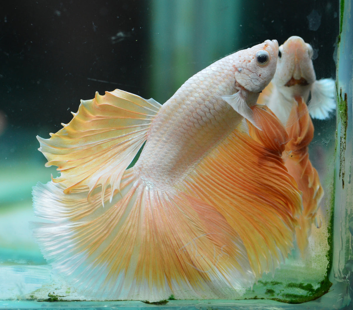 Yellow Dragon Halfmoon Male