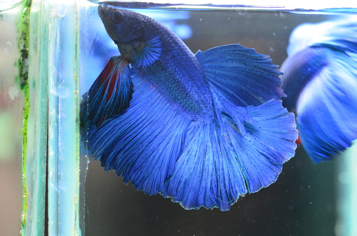 Blue Halfmoon Male