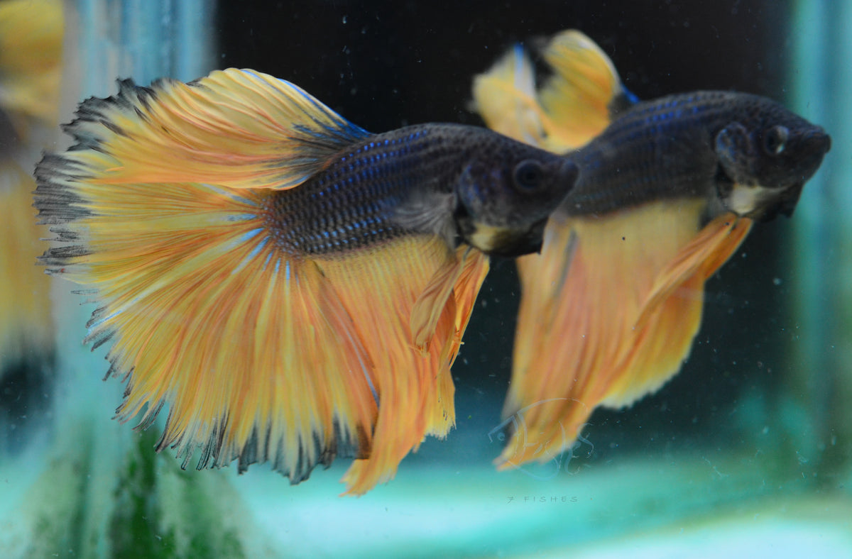 Mustard Halfmoon Male