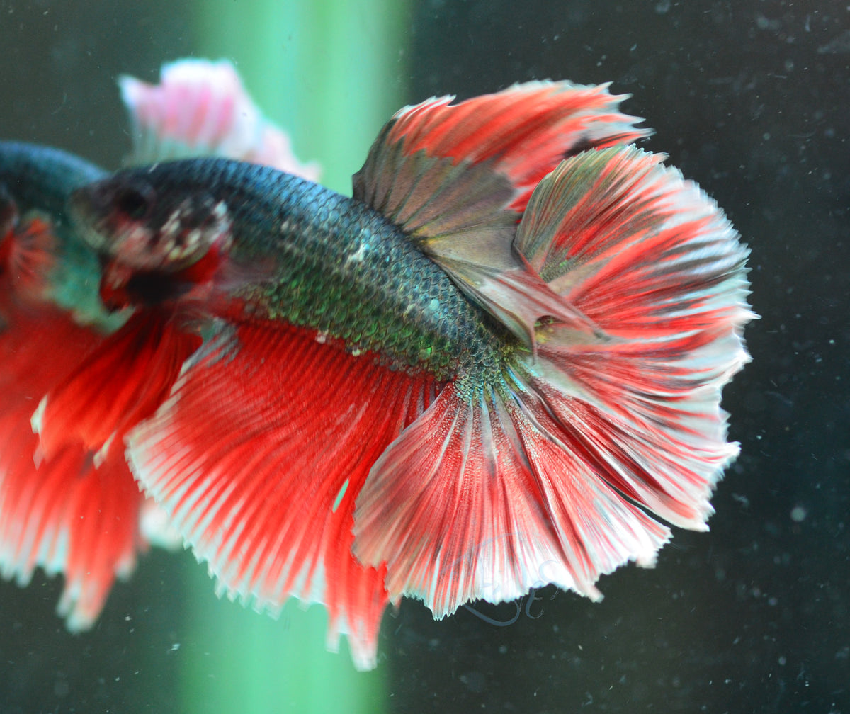 Copper Red Halfmoon Male