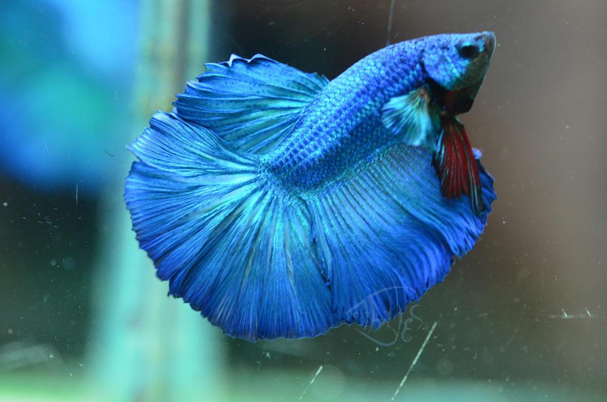 Blue Halfmoon Male