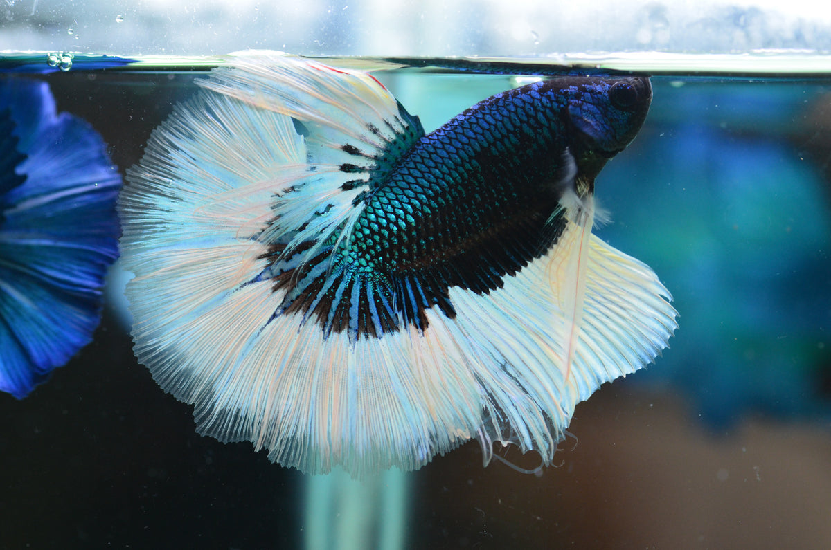 Blue Black Butterfly Halfmoon Male