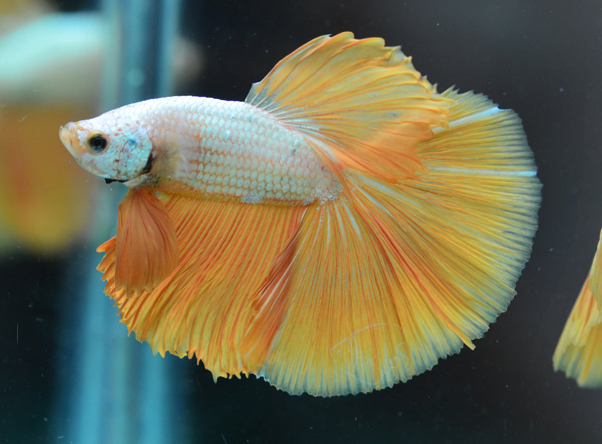 Yellow Dragon Halfmoon Male