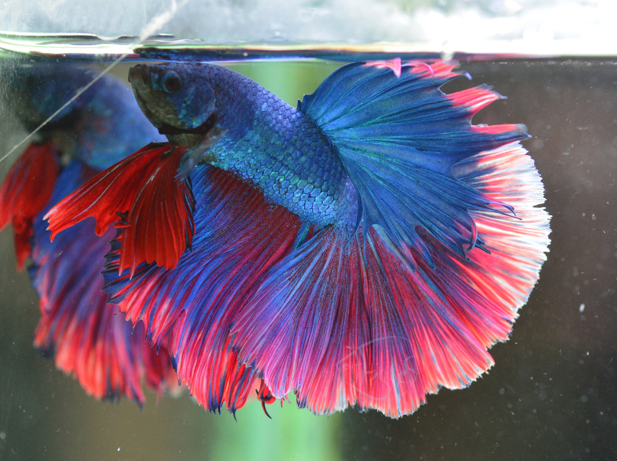 Bicolour Halfmoon Male