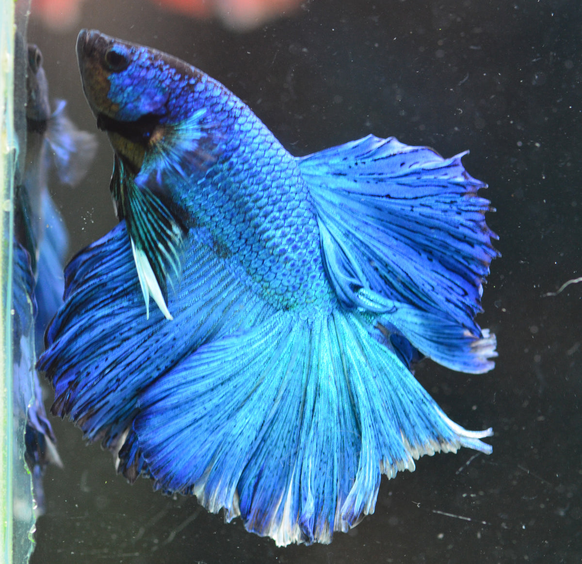 Blue Halfmoon Male