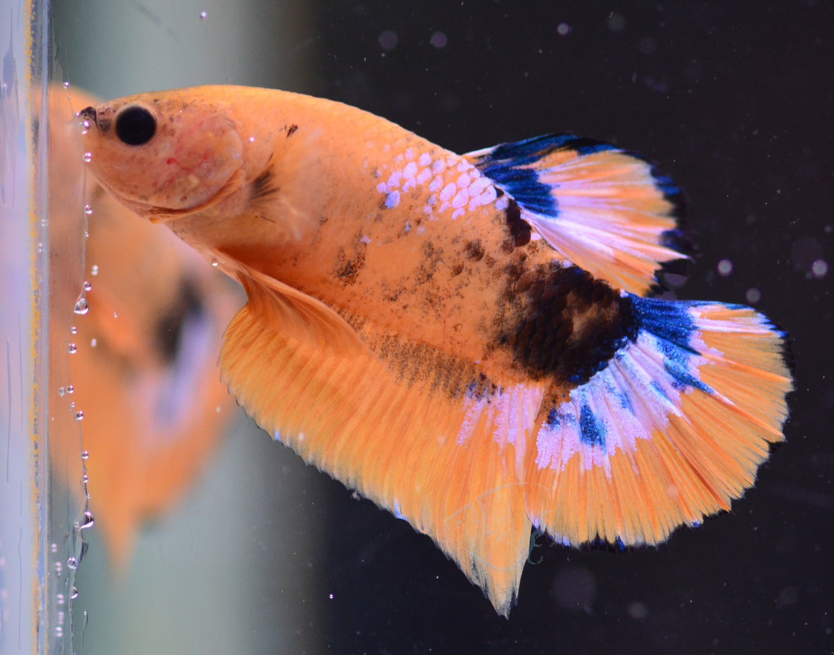 Yellow Hellboy Plakat Male