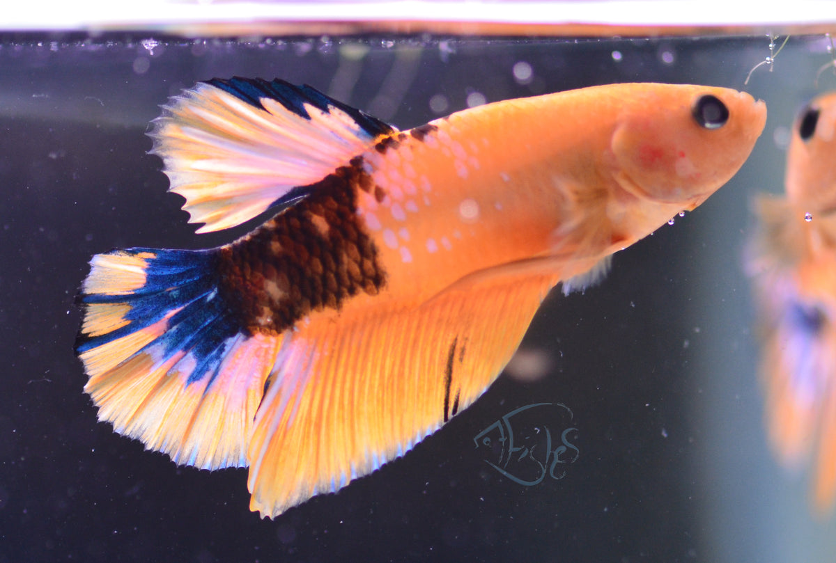 Yellow Hellboy Plakat Male