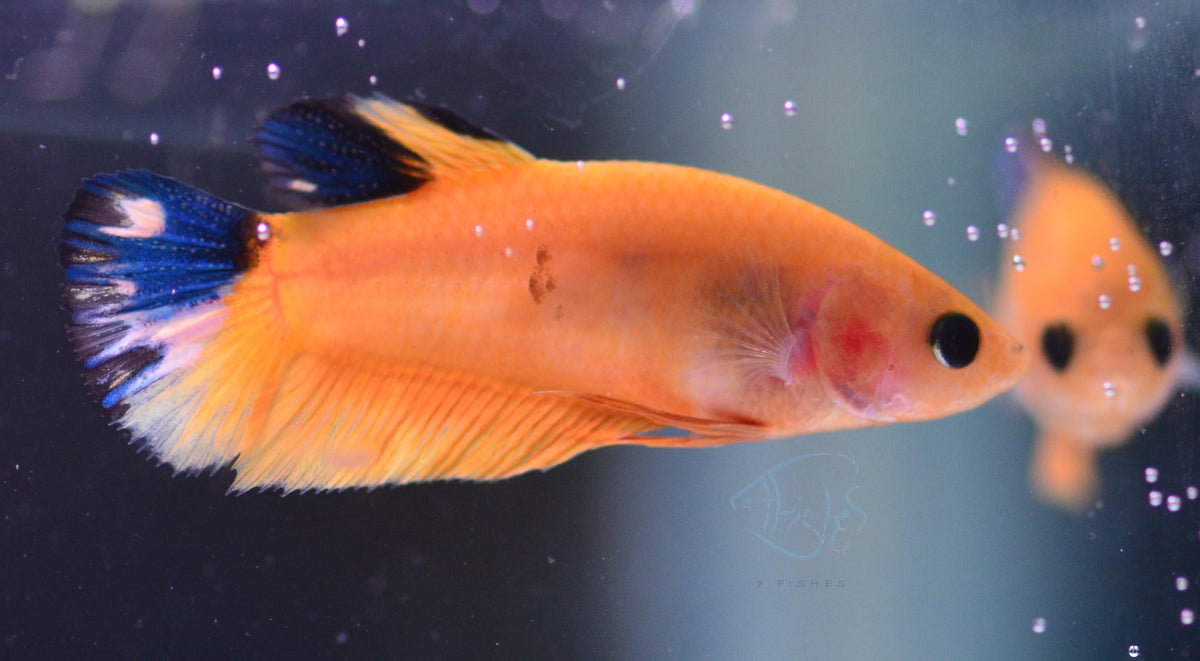 Yellow Hellboy Plakat Female