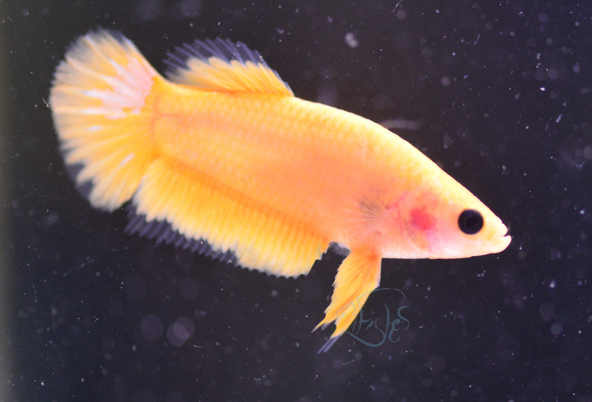 Yellow Hellboy Plakat Female