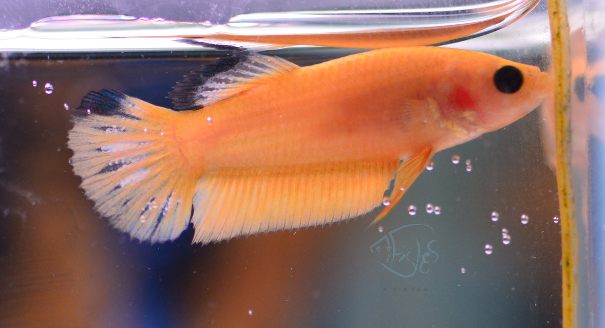 Yellow Hellboy Plakat Female