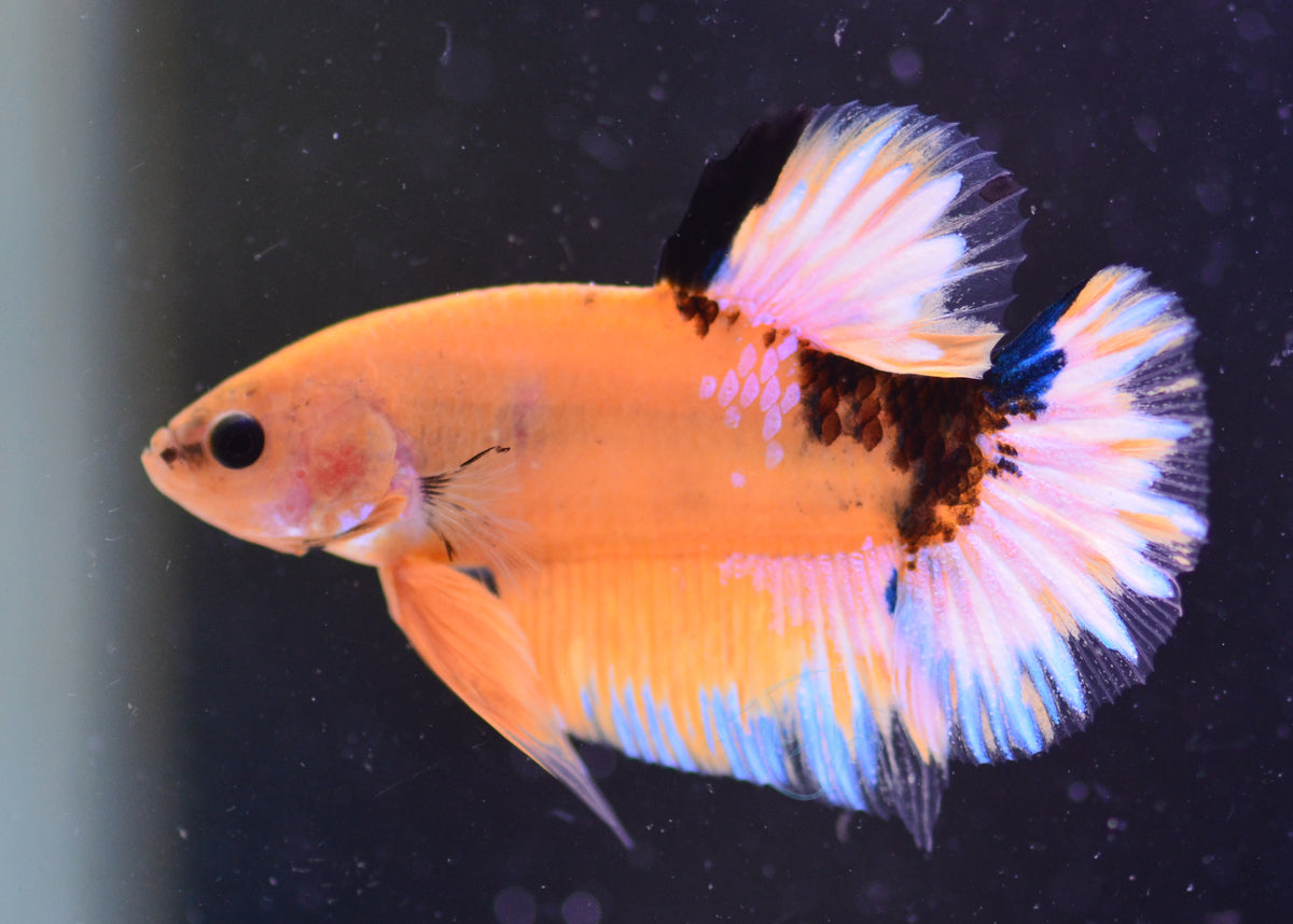 Yellow Hellboy Plakat Male