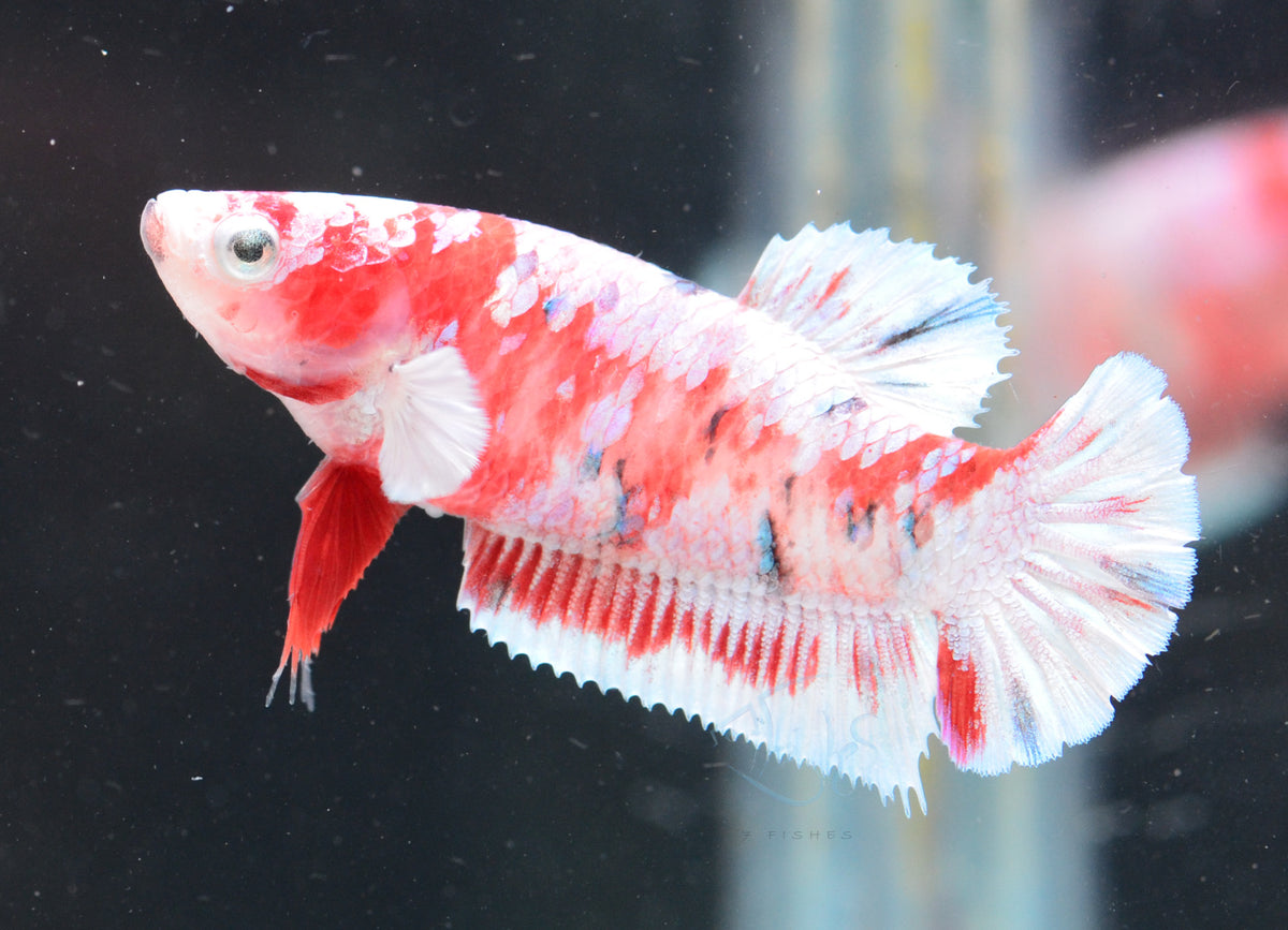 Red Snow Galaxy HMPK Female