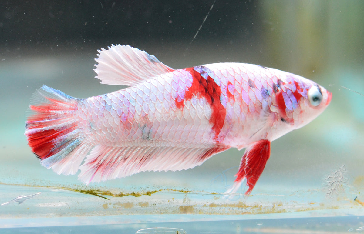 Red Snow Galaxy HMPK Female