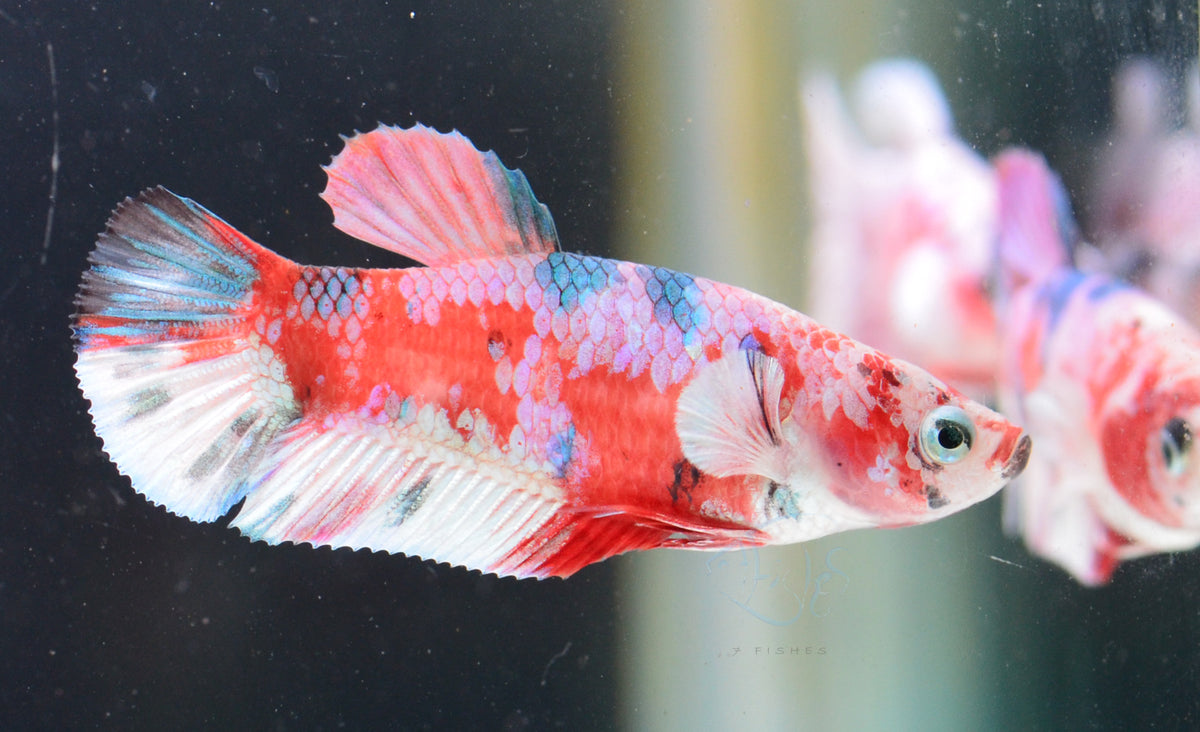 Red Snow Galaxy HMPK Female