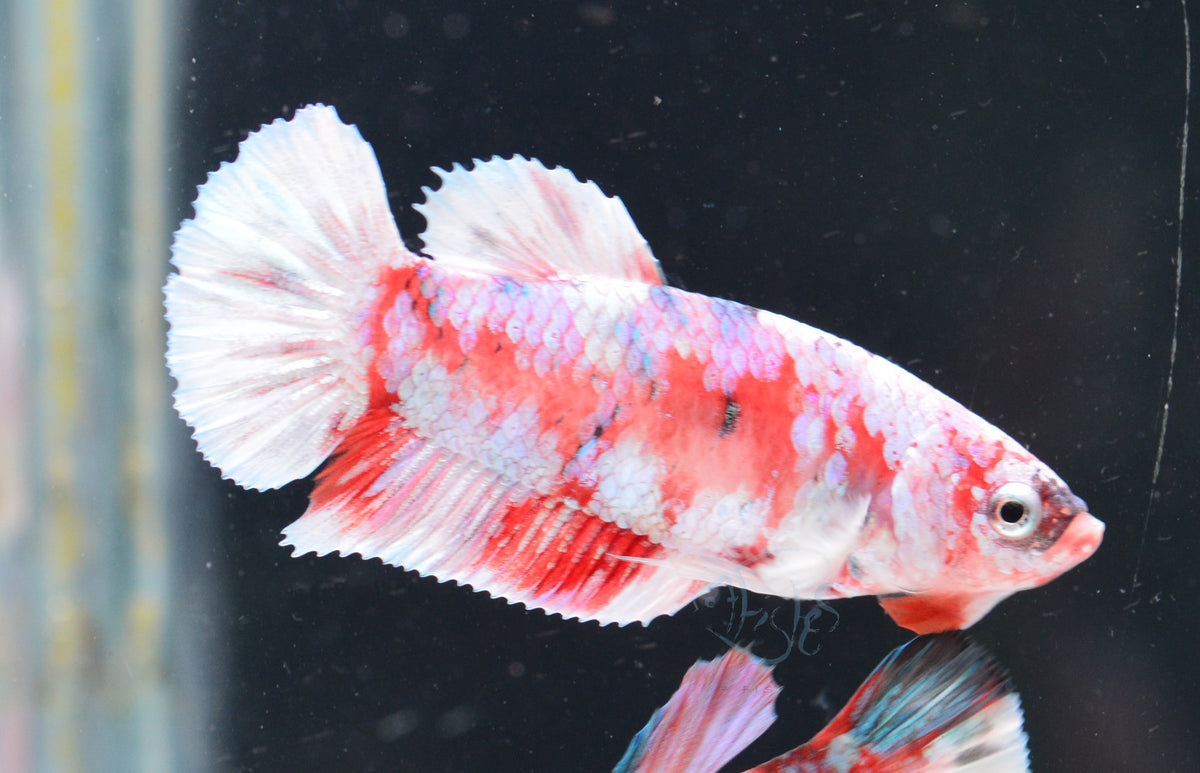 Red Snow Galaxy HMPK Female