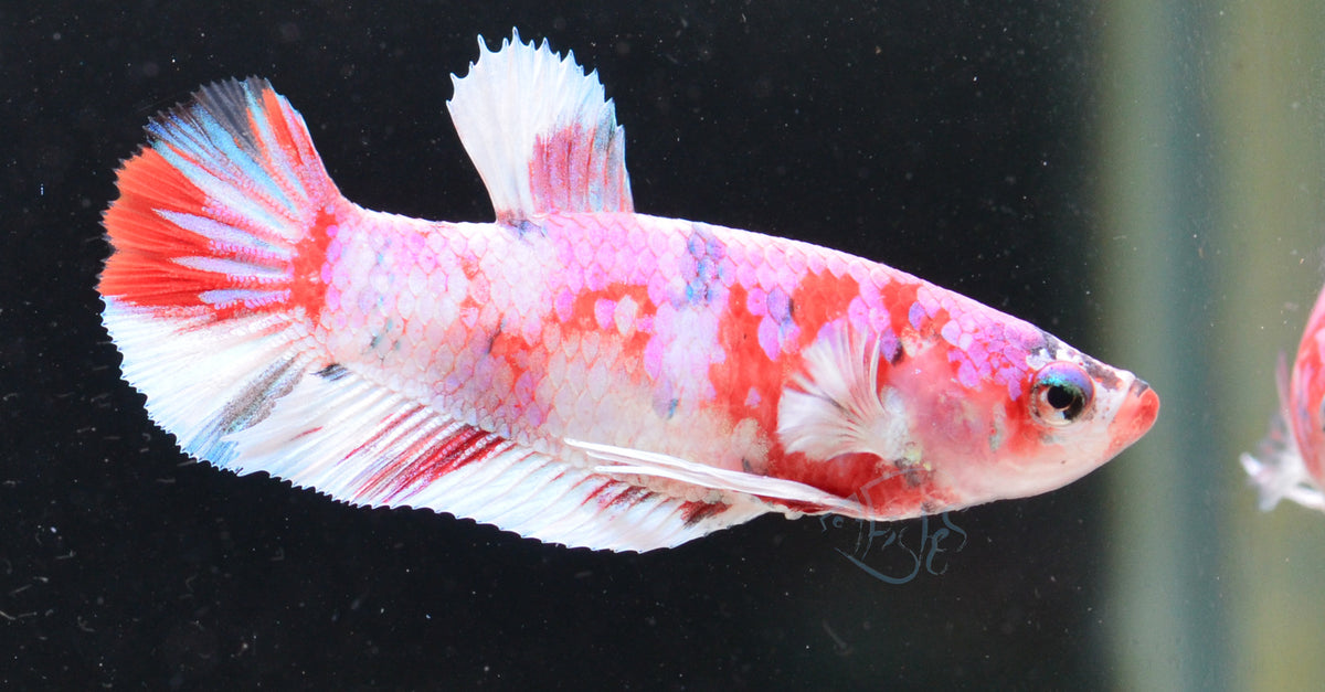 Red Snow Galaxy HMPK Female