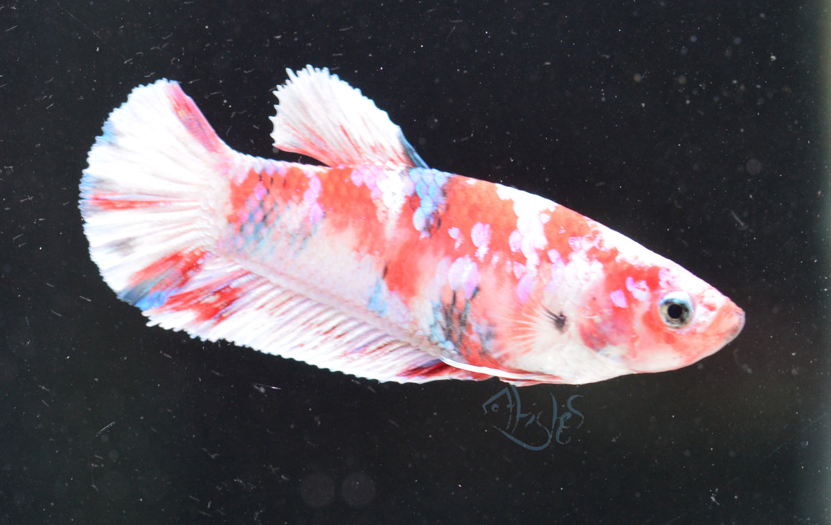 Red Snow Galaxy HMPK Female