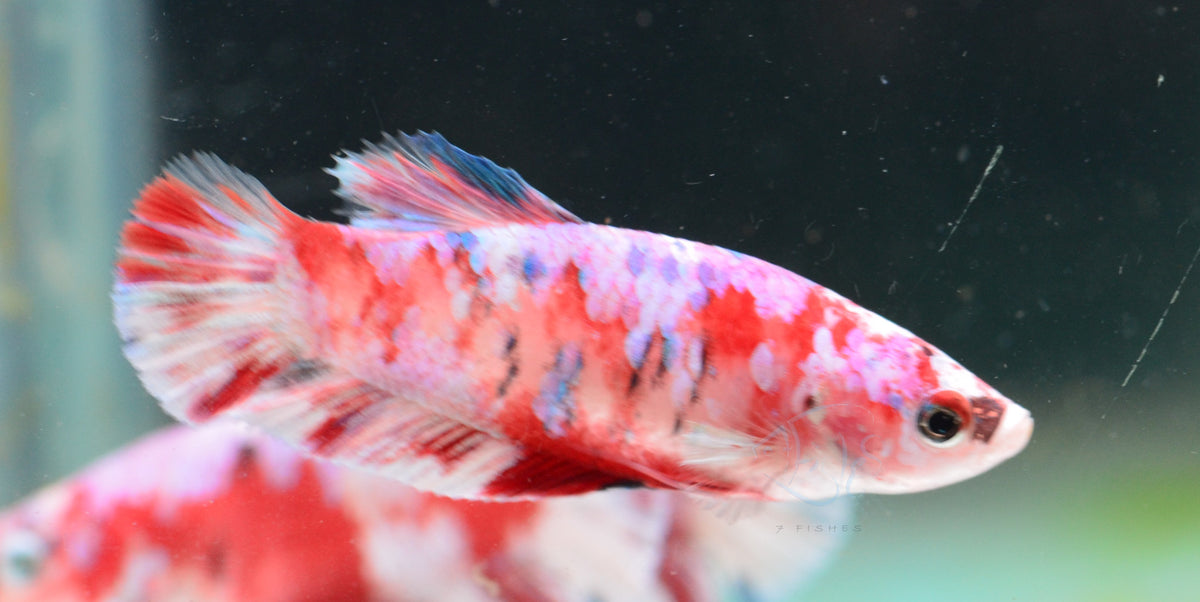 Red Snow Galaxy HMPK Female