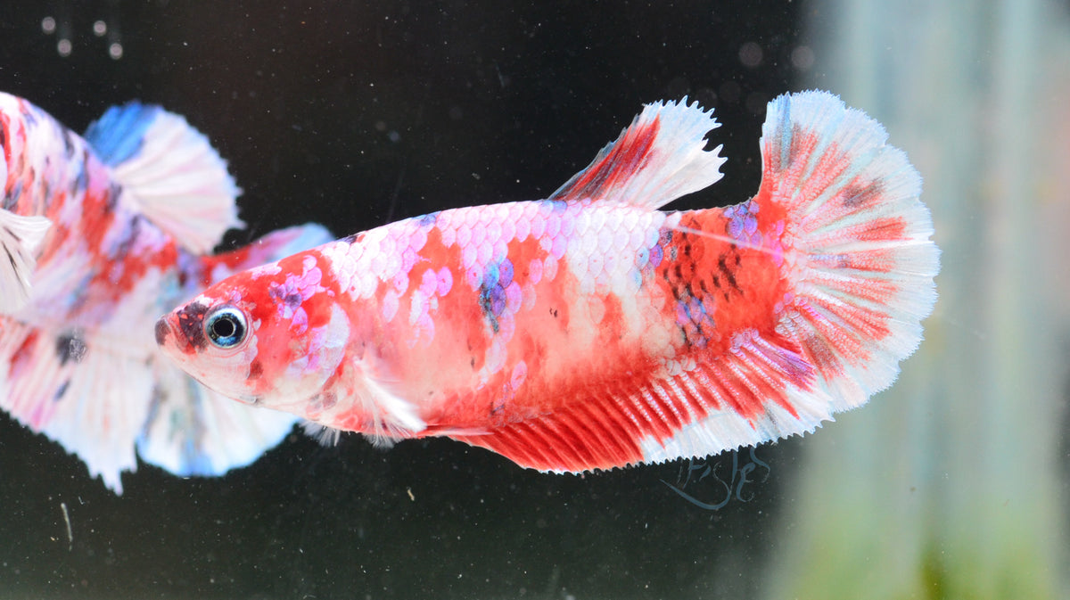 Red Snow Galaxy HMPK Female