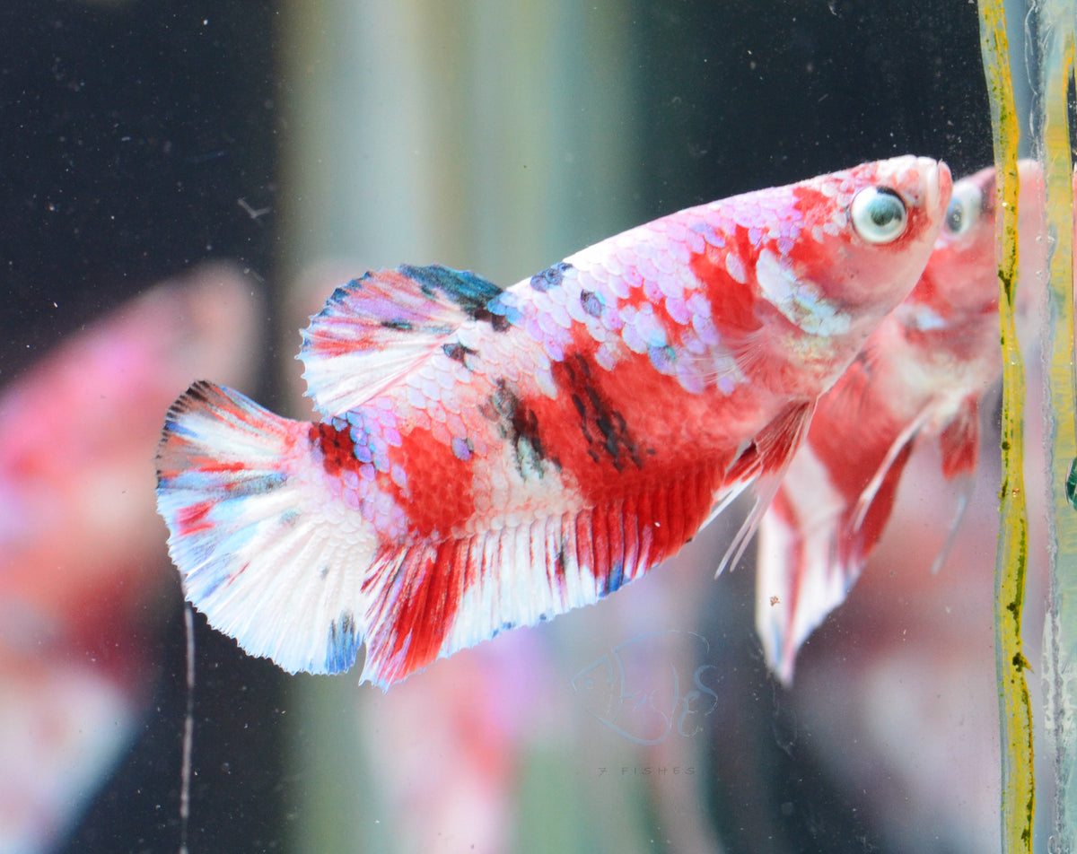 Red Snow Galaxy HMPK Female