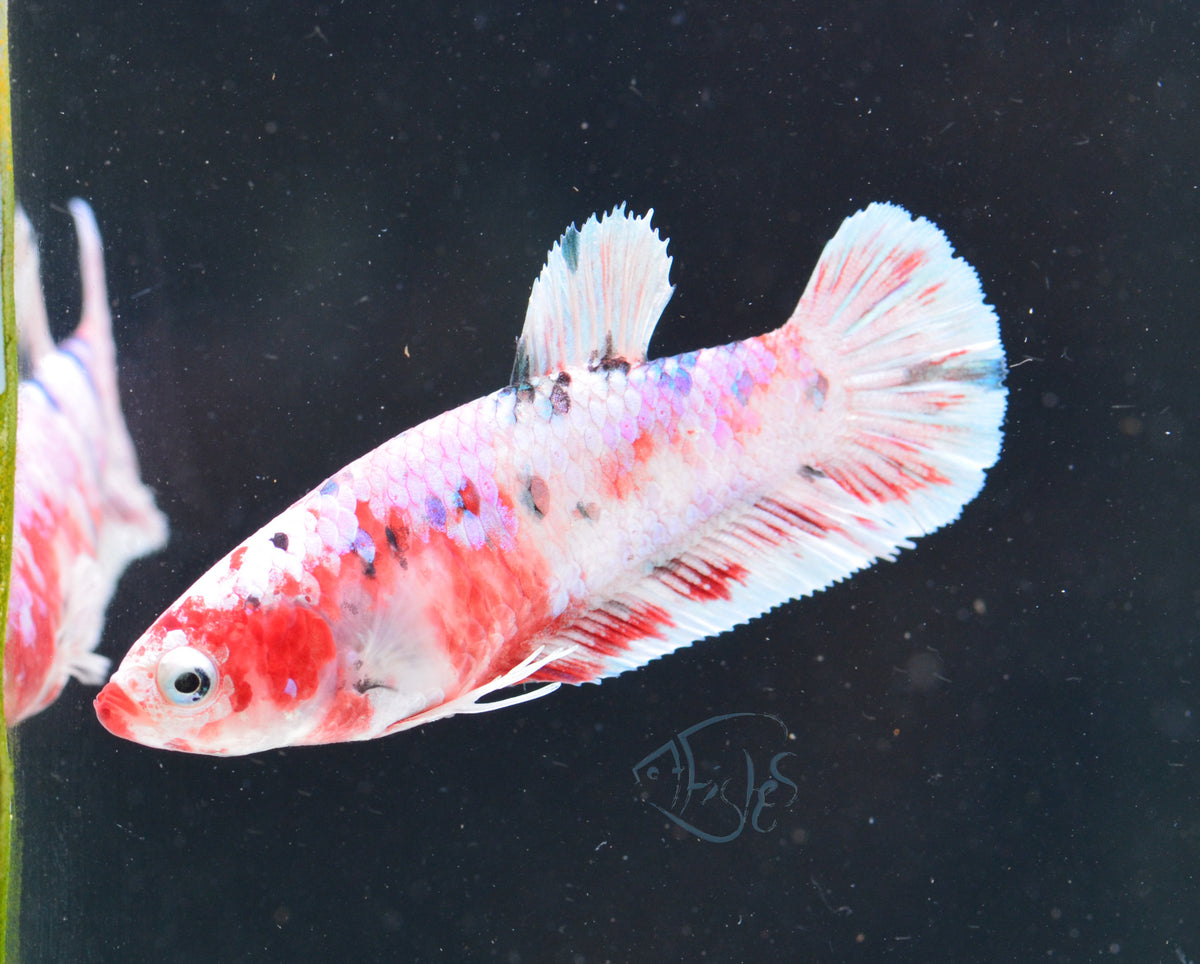 Red Snow Galaxy HMPK Female