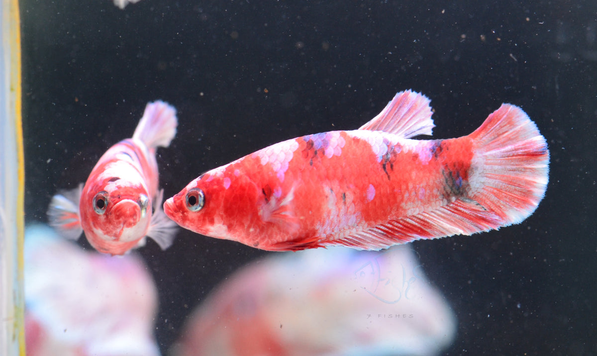 Red Snow Galaxy HMPK Female