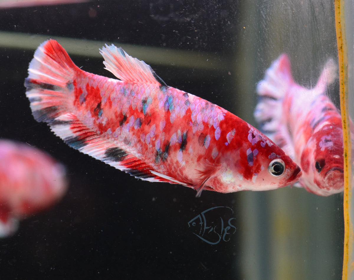 Red Snow Galaxy HMPK Female