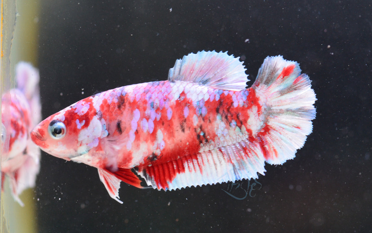 Red Snow Galaxy HMPK Female