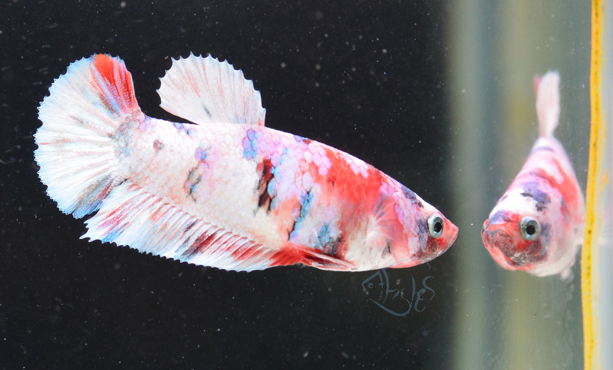 Red Snow Galaxy HMPK Female