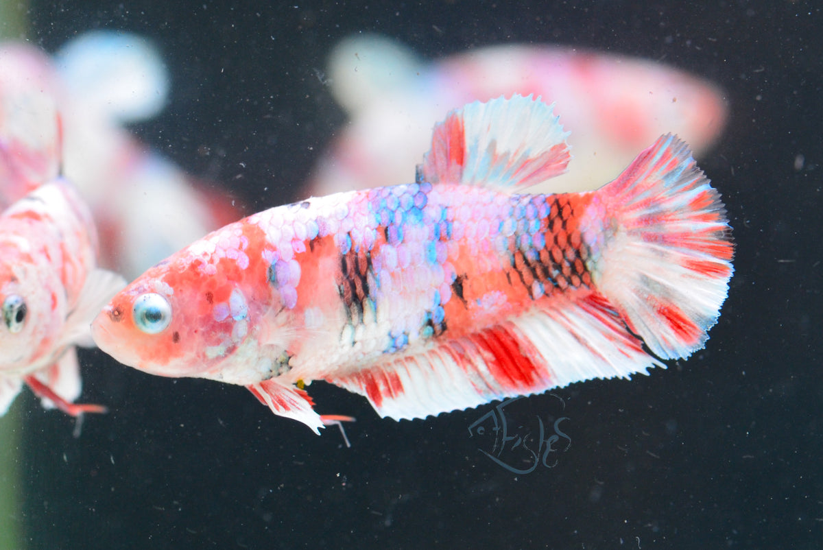 Red Snow Galaxy HMPK Female