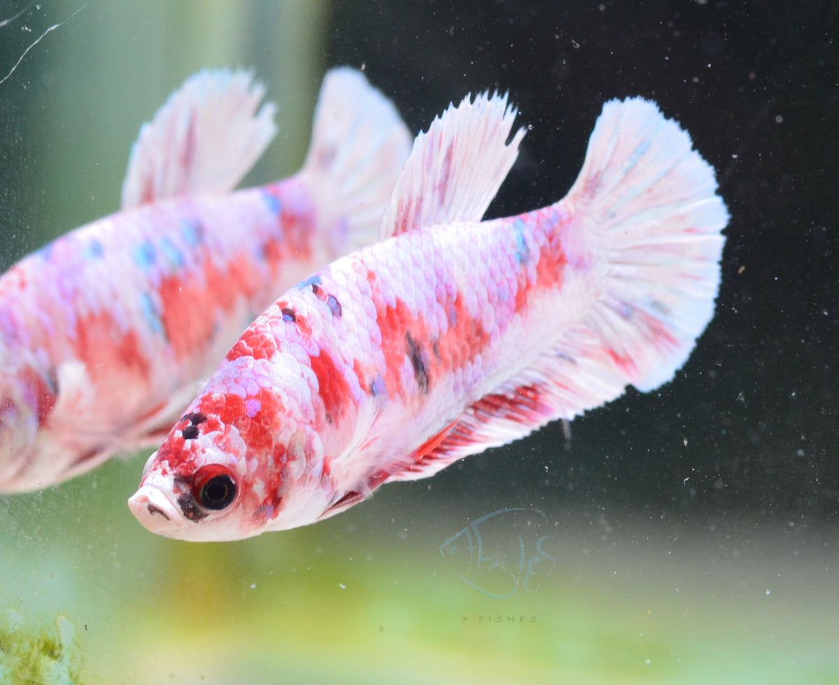 Red Snow Galaxy HMPK Female