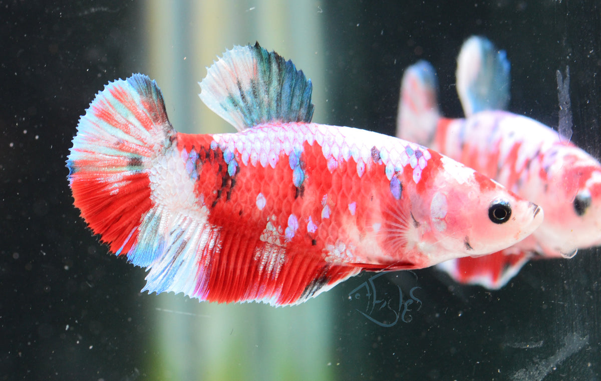 Red Snow Galaxy HMPK Female