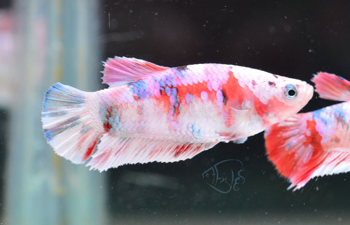 Red Snow Galaxy HMPK Female