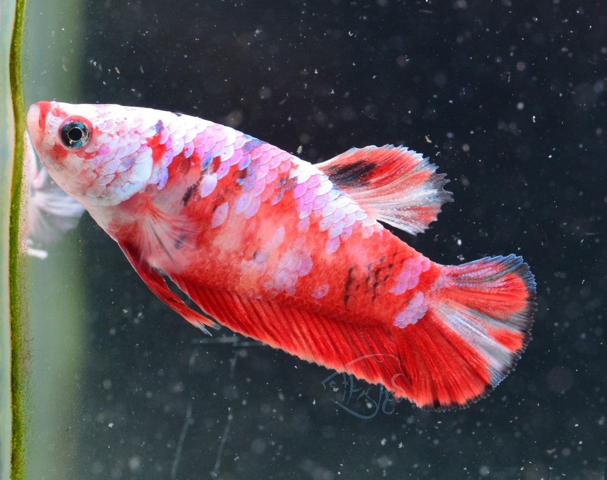 Red Snow Galaxy HMPK Female