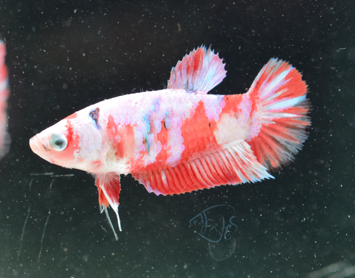 Red Snow Galaxy HMPK Female