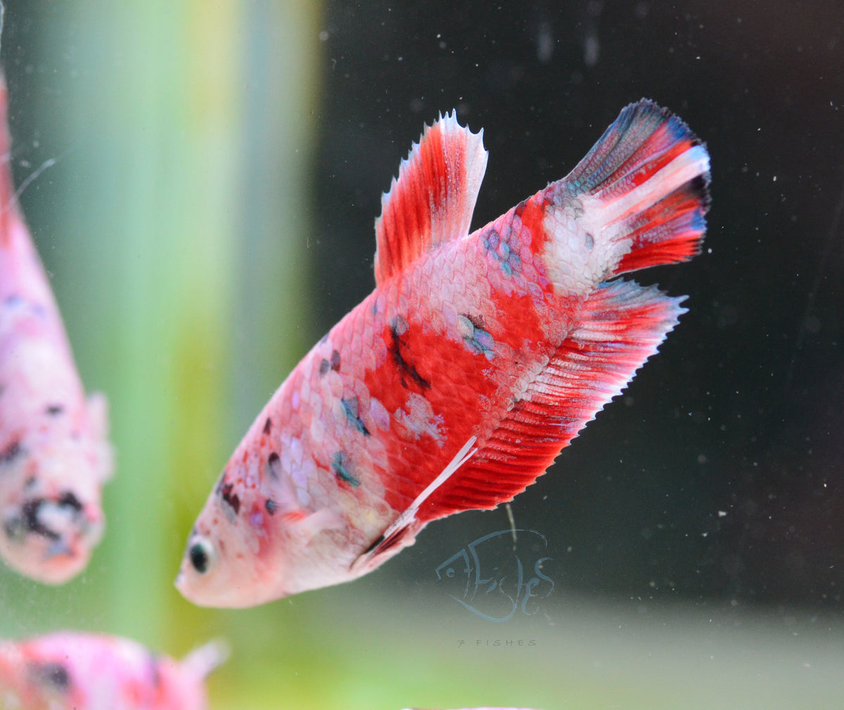 Red Snow Galaxy HMPK Female