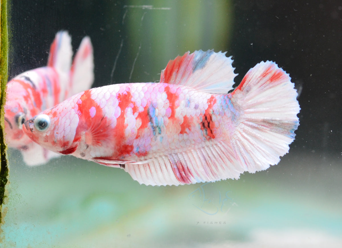 Red Snow Galaxy HMPK Female