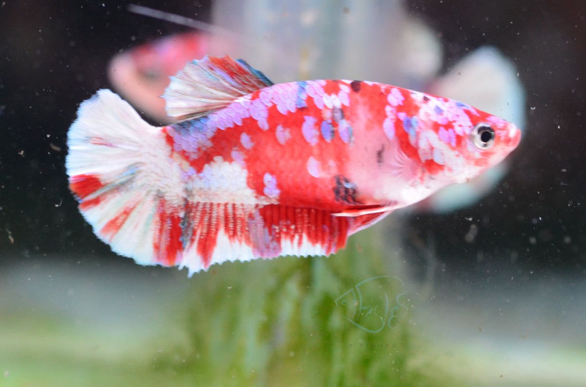 Red Snow Galaxy HMPK Female