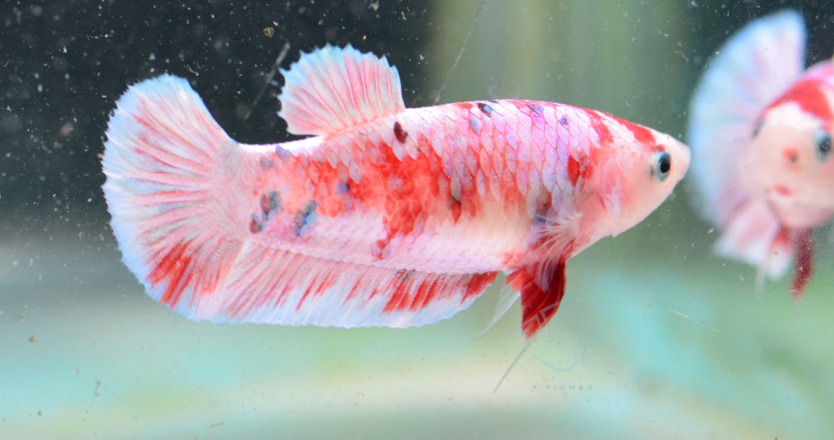 Red Snow Galaxy HMPK Female