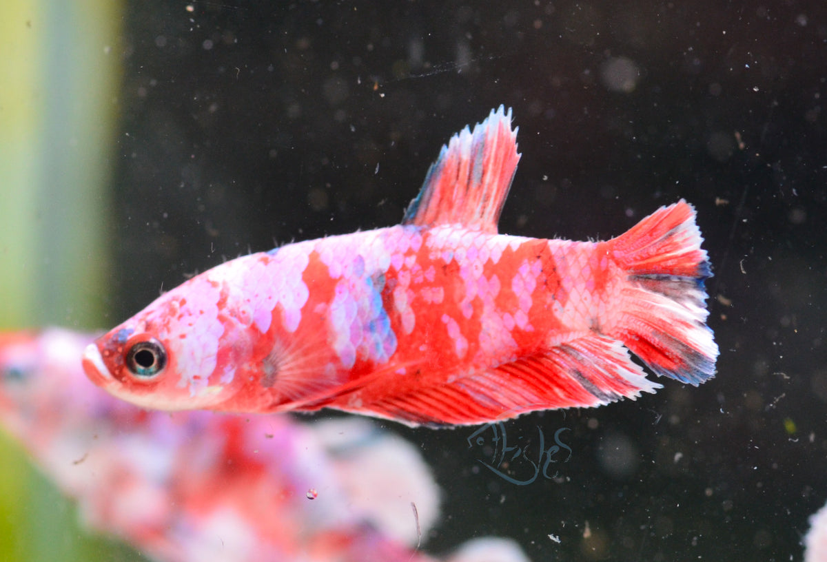 Red Snow Galaxy HMPK Female