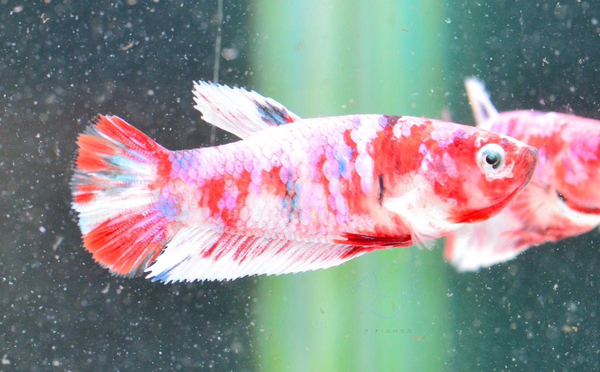 Red Snow Galaxy HMPK Female