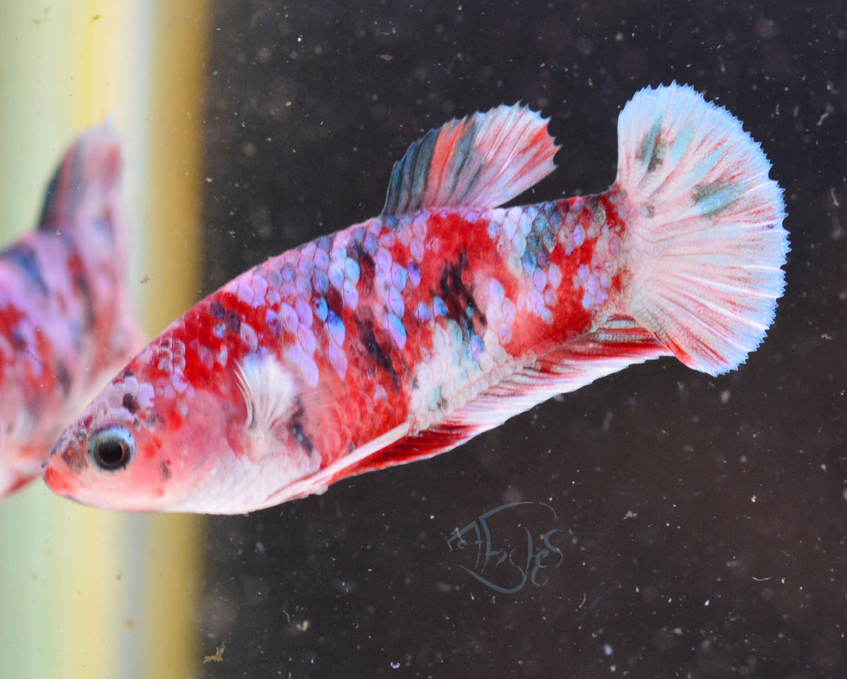 Red Snow Galaxy HMPK Female