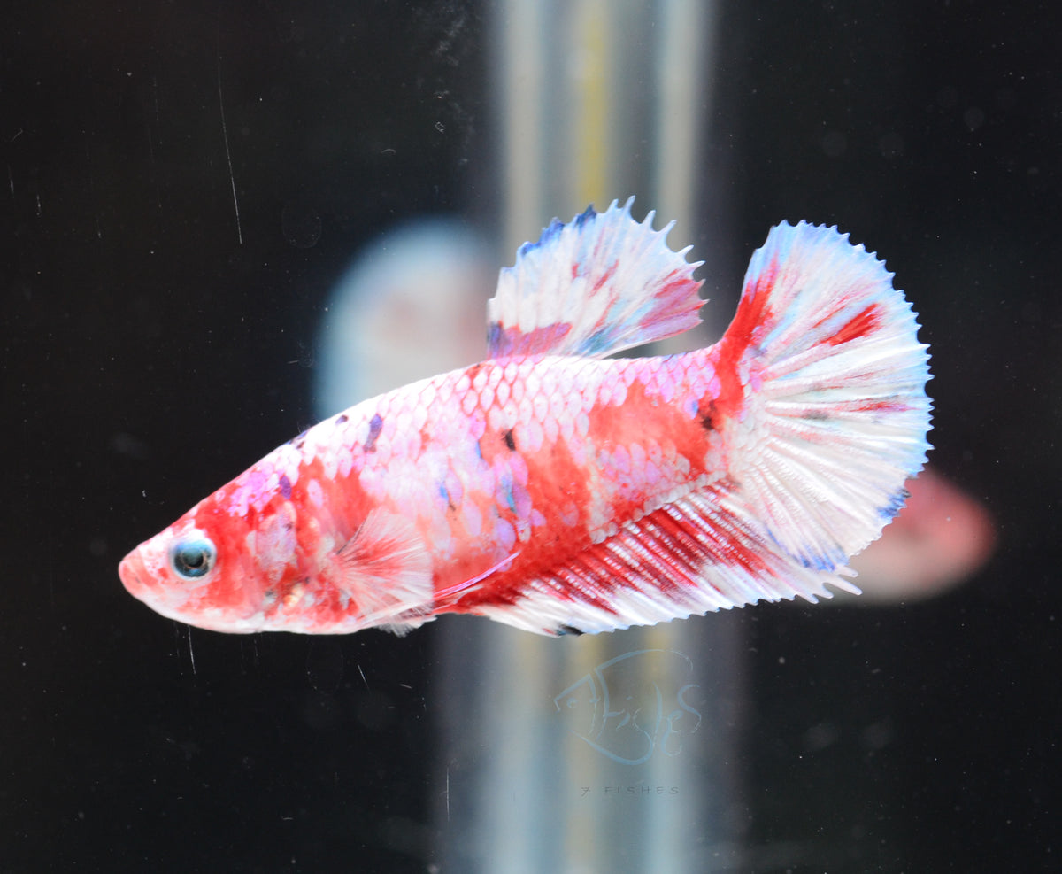 Red Snow Galaxy HMPK Female