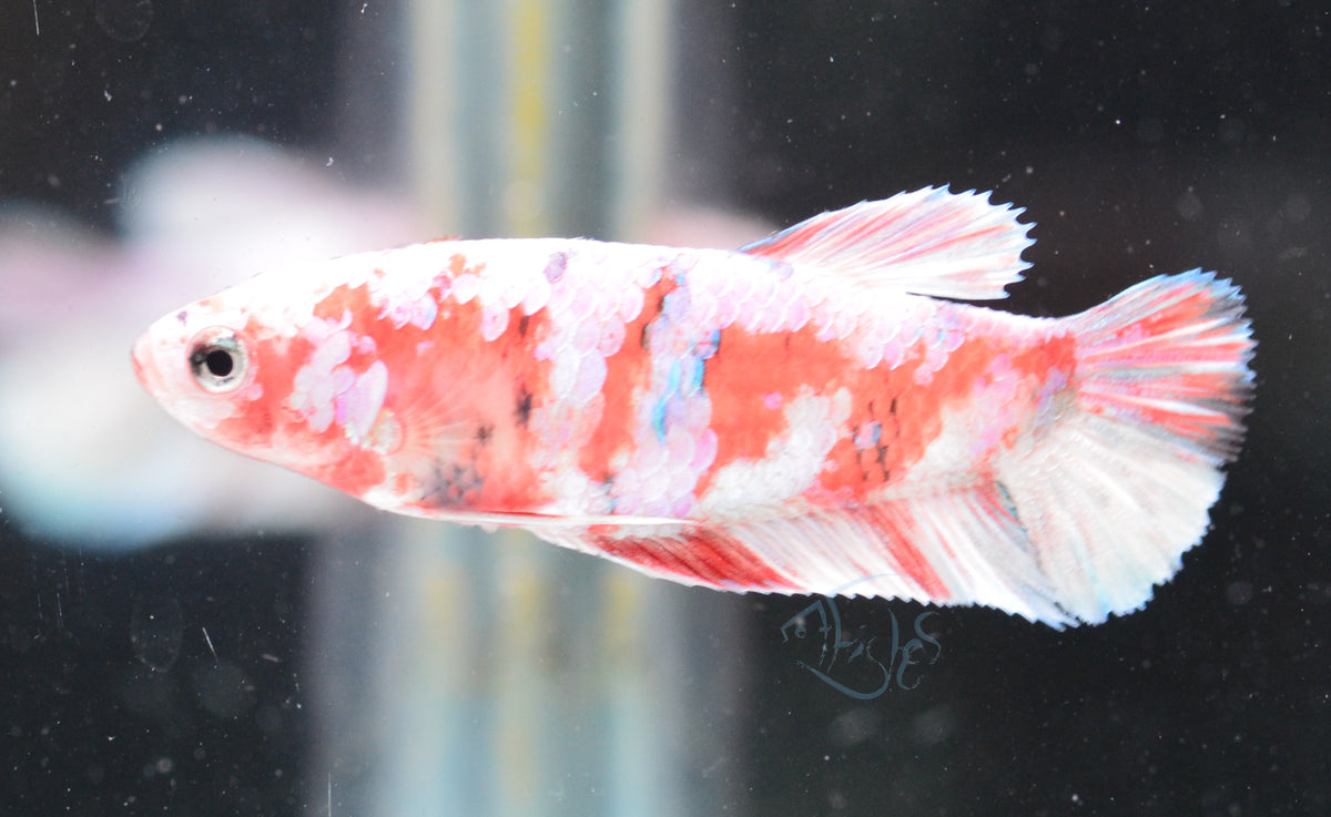 Red Snow Galaxy HMPK Female