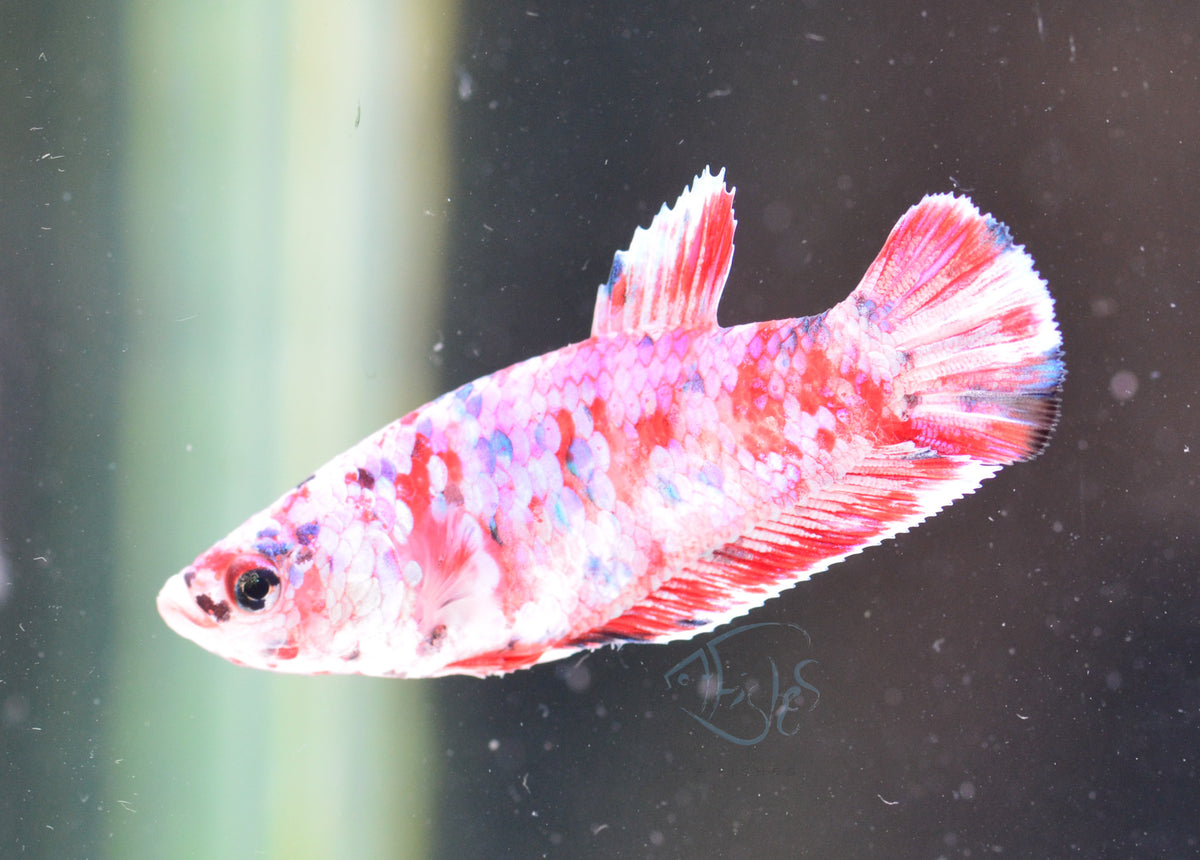 Red Snow Galaxy HMPK Female