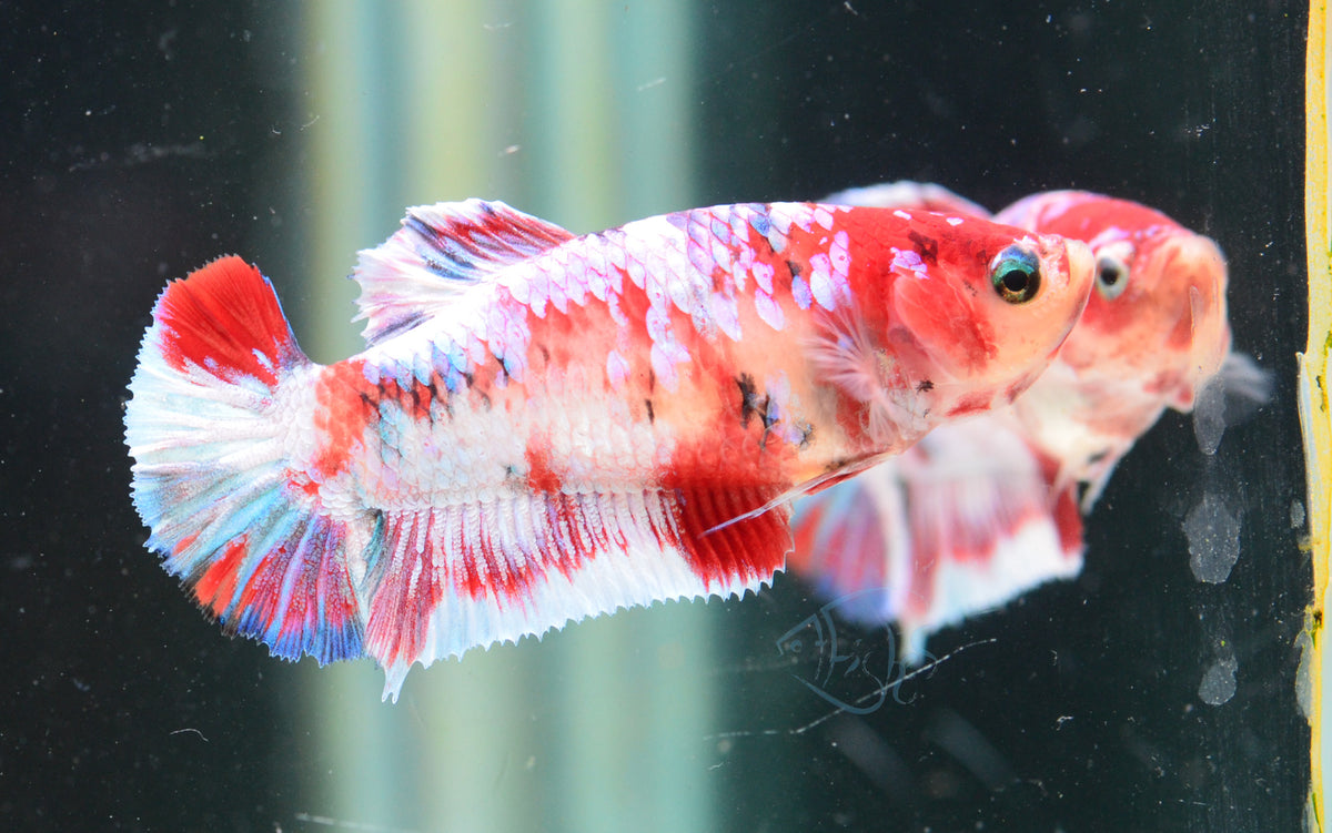 Red Snow Galaxy HMPK Female