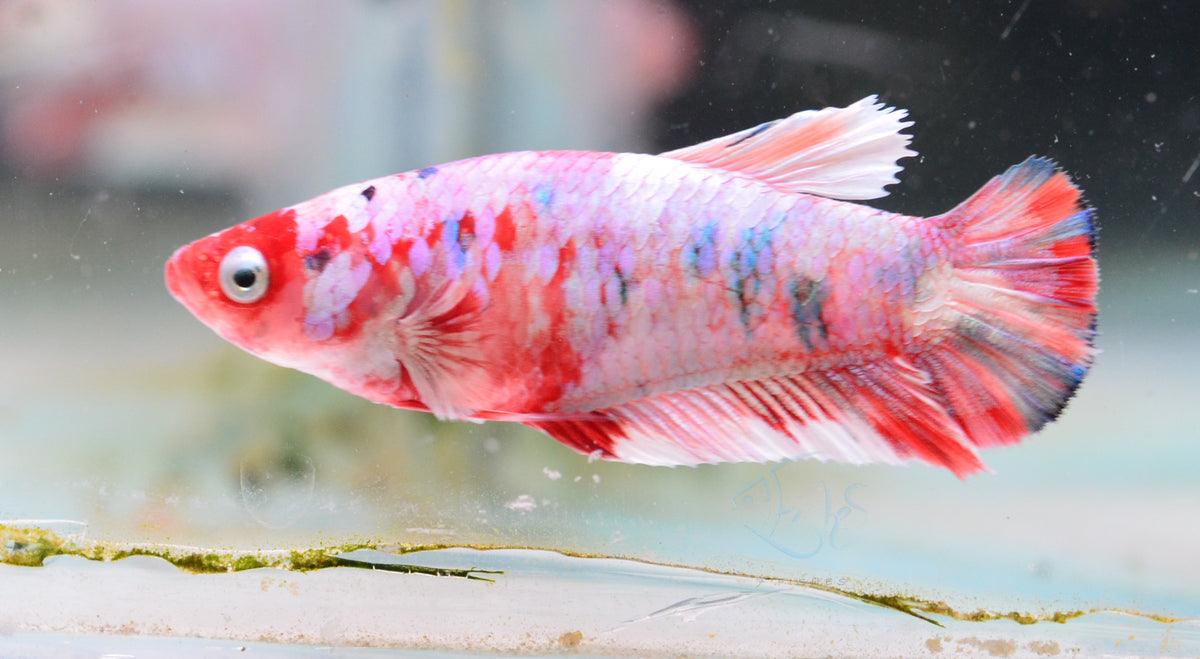 Red Snow Galaxy HMPK Female