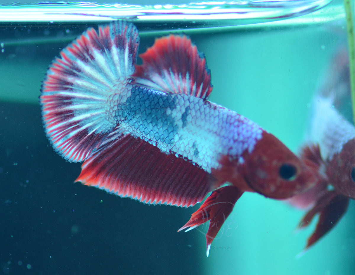 Red Pastel Marble HMPK Male