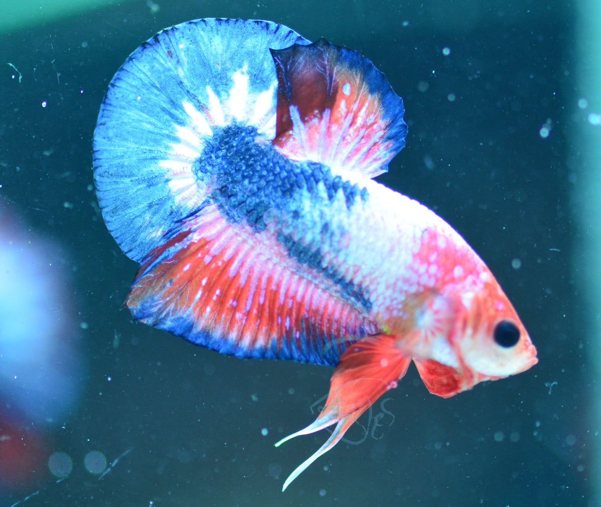 Orange Pastel Marble HMPK Male