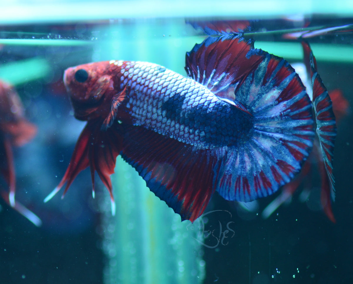 Red Pastel Marble HMPK Male